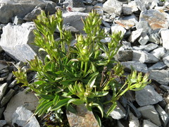 Gentianella serotina