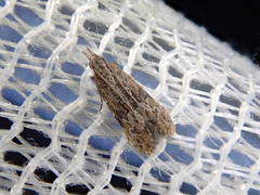 Bagdadia claviformis