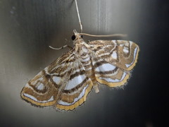 Paracymoriza prodigalis