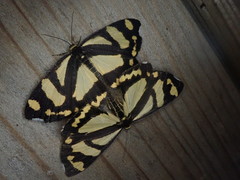 Psychostrophia melanargia