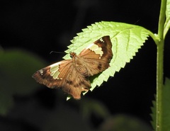 Netrocoryne repanda