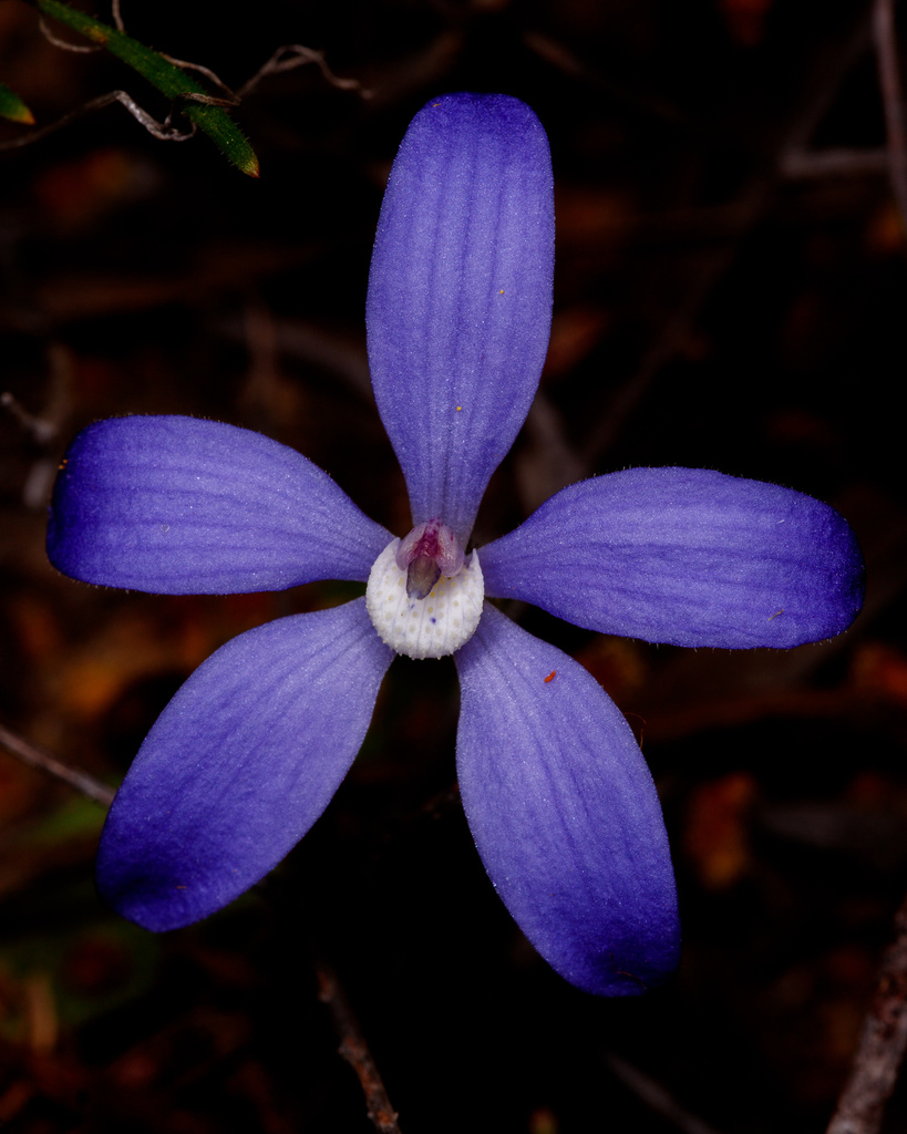 Caladenia gemmata