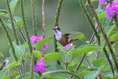 Lophornis adorabilis