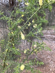 Acacia verticillata verticillata