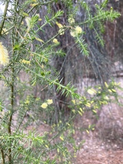 Acacia verticillata verticillata