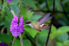 Lophornis adorabilis