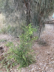 Acacia verticillata verticillata