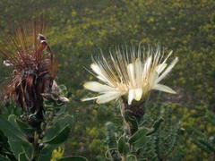 Protea aurea aurea