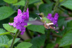 Lophornis adorabilis