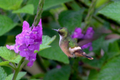 Lophornis adorabilis