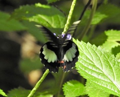 Papilio ambrax