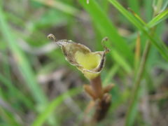 Gentiana aquatica