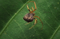 Janula