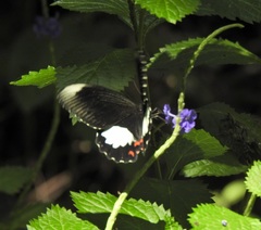 Papilio ambrax