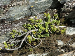 Veronica buchananii