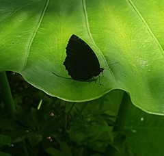 Elymnias hypermnestra