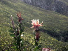 Protea aurea aurea