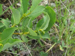 Salix apoda