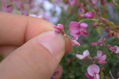 Wiborgia tenuifolia