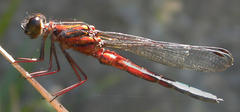 Platycypha fitzsimonsi