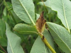 Salix apoda