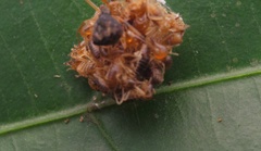 Janula