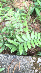 Microlepia marginata bipinnata