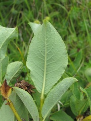 Salix apoda