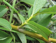 Salix apoda
