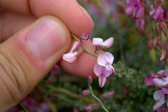 Wiborgia tenuifolia