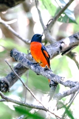 Pericrocotus flammeus