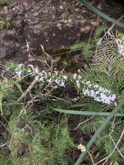Epacris purpurascens