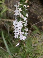 Epacris purpurascens
