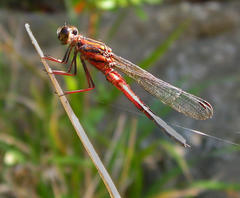 Platycypha fitzsimonsi