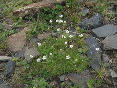 Cherleria circassica