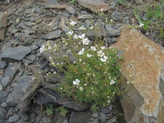 Cherleria circassica