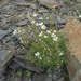 Cherleria circassica - Photo 由 Gennadiy Okatov 所上傳的 (c) Gennadiy Okatov，保留部份權利CC BY-NC