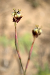 Moraea inconspicua