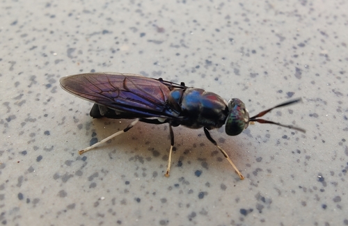Crna vojnička muha (Hermetia illucens)
