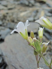 Cherleria circassica