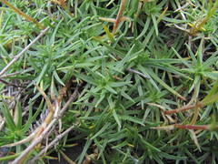 Cherleria circassica