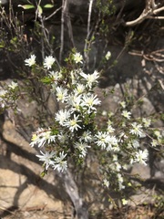 Pseudanthus pimeleoides