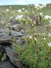Cherleria circassica