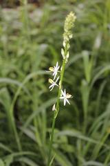 Chlorophytum bowkeri