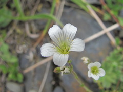 Cherleria circassica
