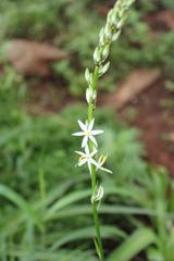 Chlorophytum bowkeri