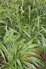 Chlorophytum bowkeri