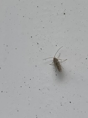 Cameraria ohridella