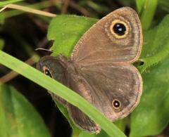 Ypthima impura paupera