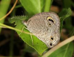 Ypthima impura paupera